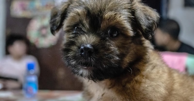Shih Tzu: Der ultimative Ratgeber für Pflege, Haltung und Erziehung