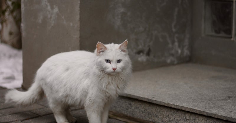 So schützt du deine Katze im Winter draußen vor Kälte und Gefahren